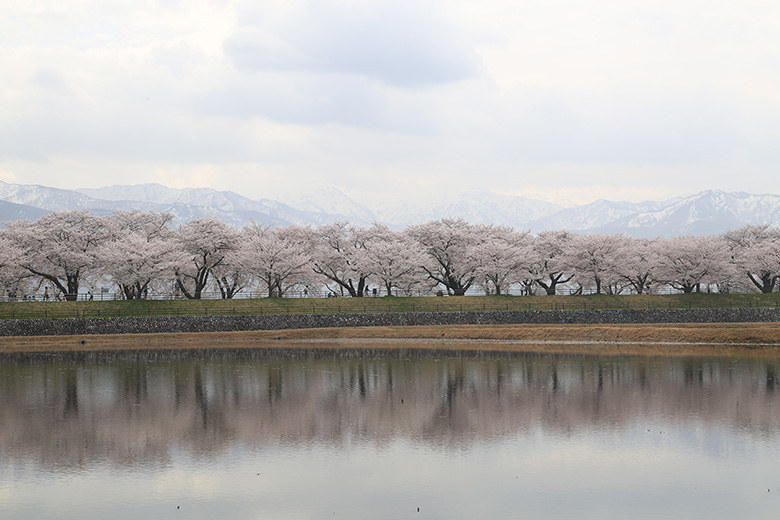 水面に映える船川べりの桜