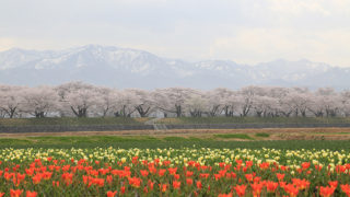 舟川べりの桜とチューリップと白馬岳