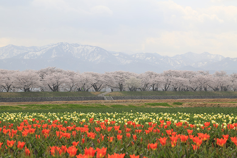 舟川べりの桜とチューリップと白馬岳