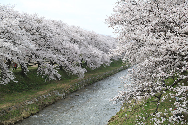 舟川べりの桜