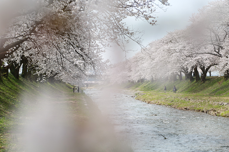 舟川べりの桜