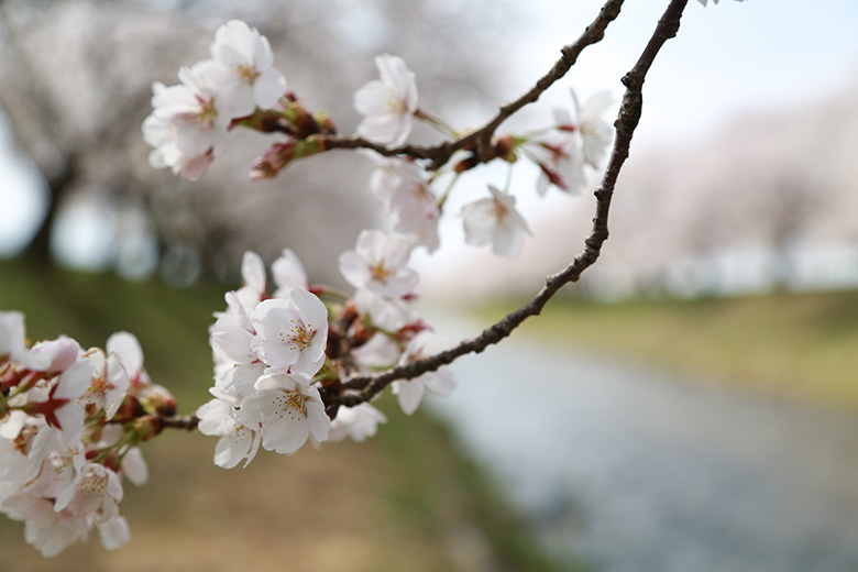 舟川べりの桜アップ