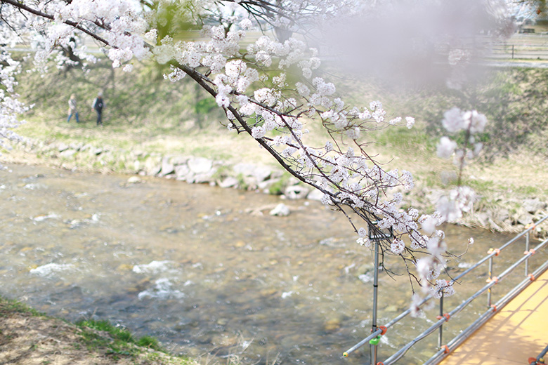 舟川べりの桜アップ