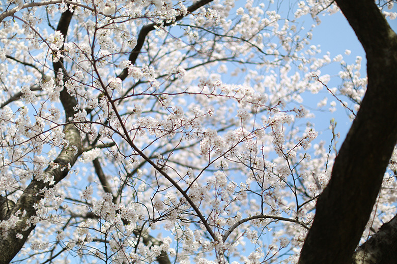 青空と舟川べりの桜