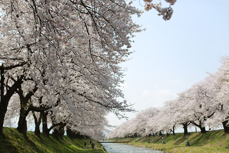 舟川べりの桜