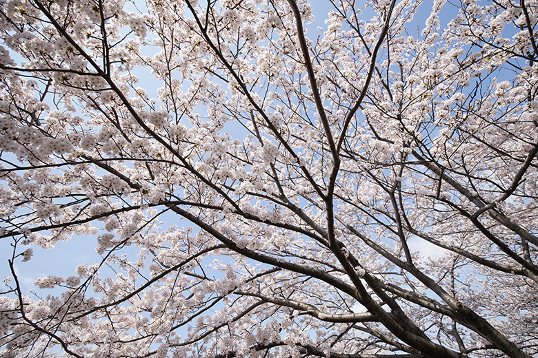 青空と舟川べりの桜