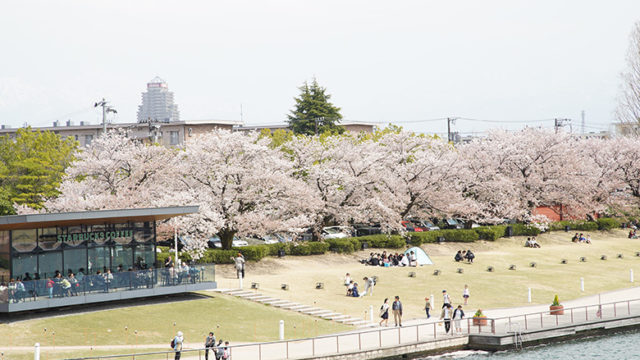 環水公園の桜とスターバックスコーヒー