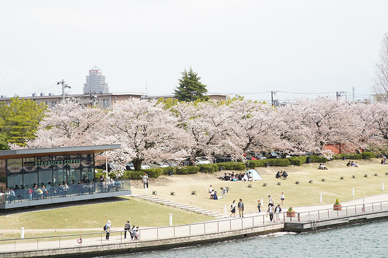 環水公園の桜とスターバックスコーヒー