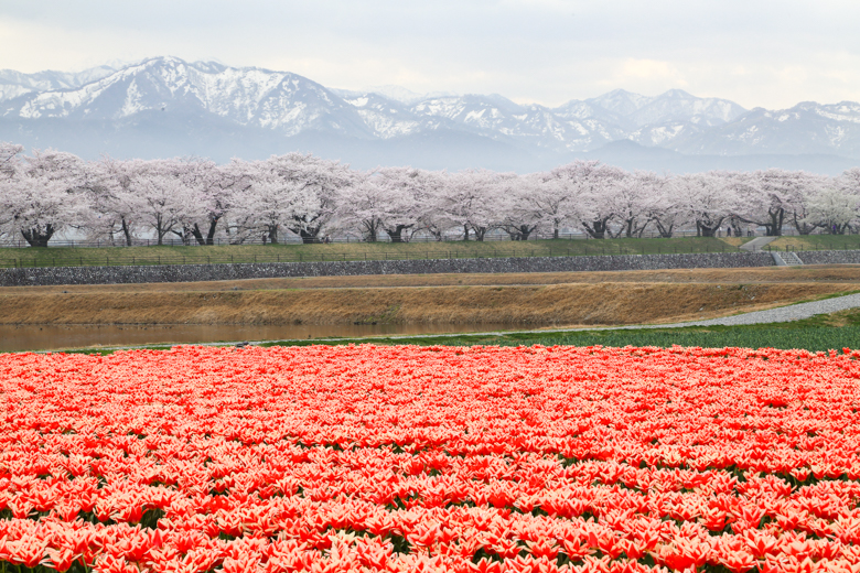 2018年に撮影したあさひ舟川の桜