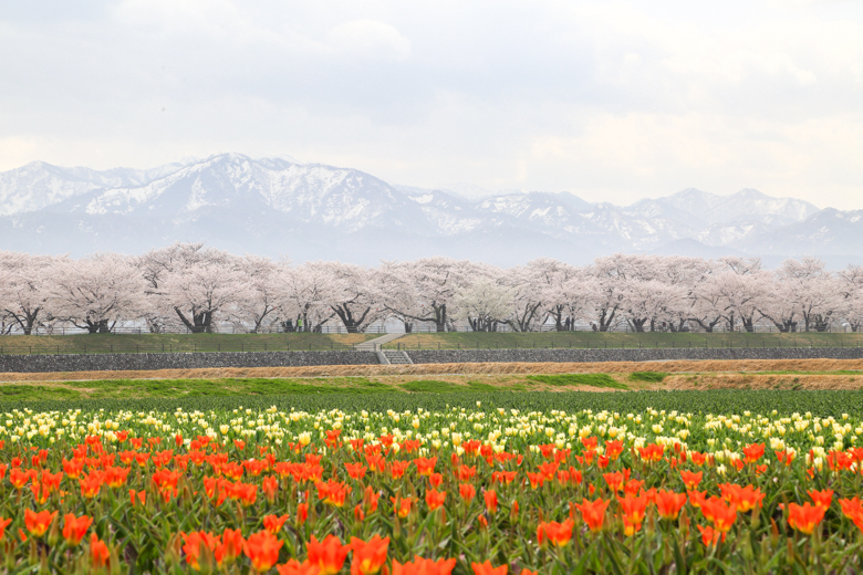 2018年に撮影したあさひ舟川の桜