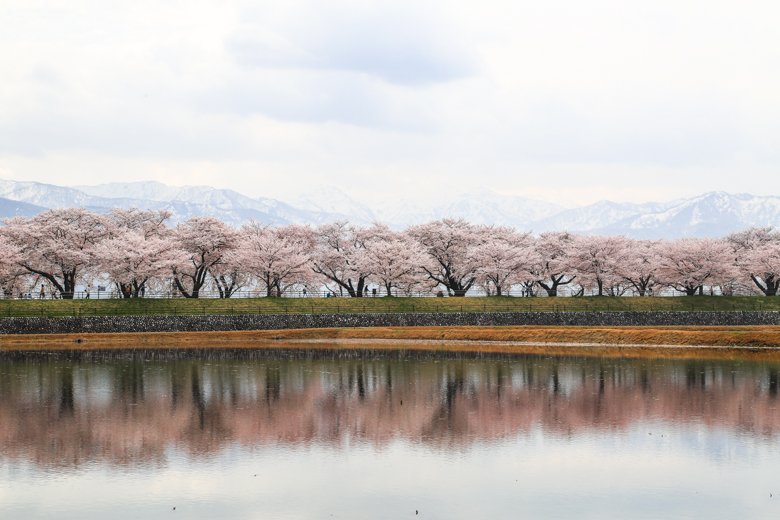 2018年に撮影したあさひ舟川の桜