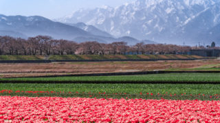 あさひ舟川の桜