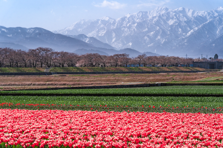 あさひ舟川の桜