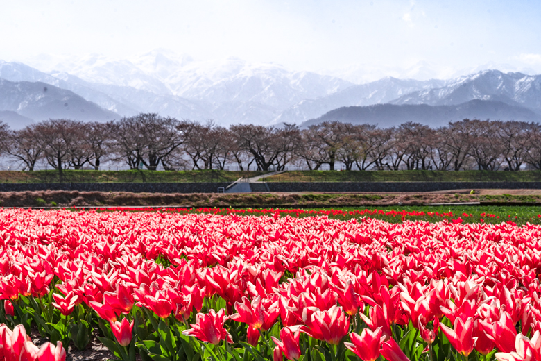 あさひ舟川の桜