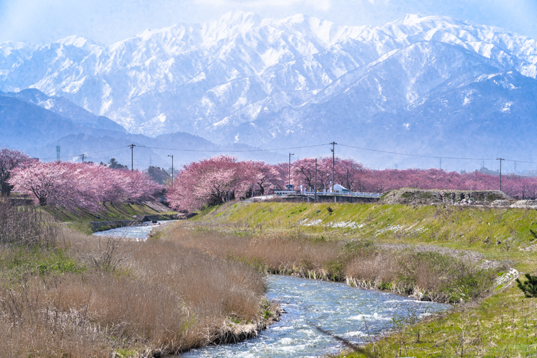 あさひ舟川の桜