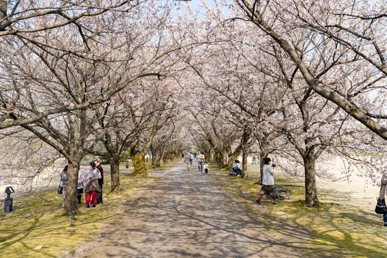 富山県中央植物園の桜