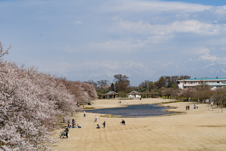 富山県中央植物園の桜