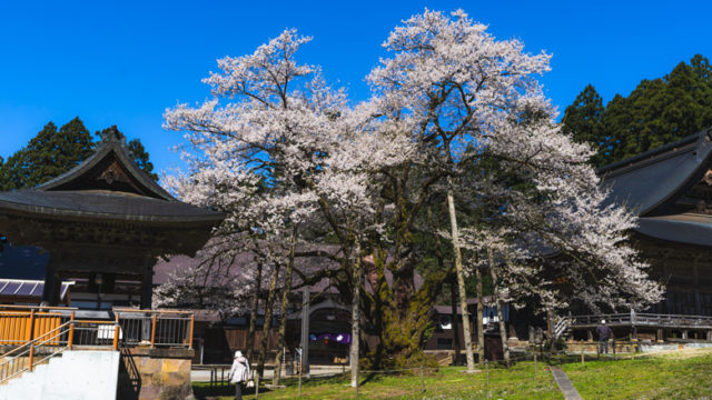 法福寺 明日の大桜