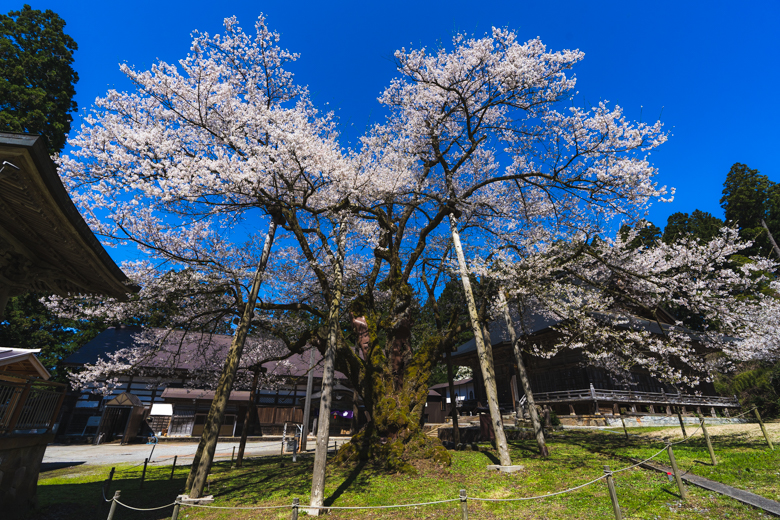 法福寺 明日の大桜