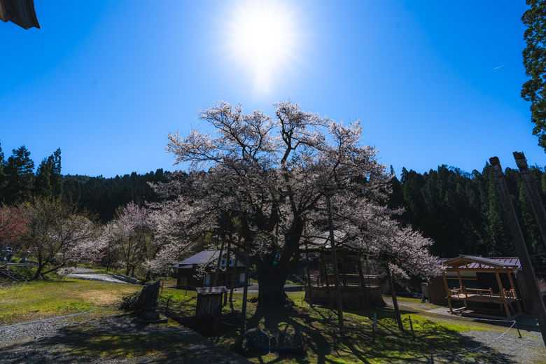 法福寺 明日の大桜