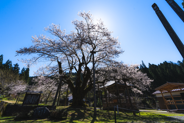 法福寺 明日の大桜