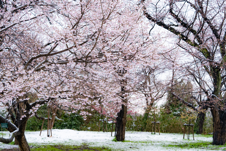 高岡古城公園の桜