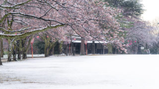 高岡古城公園の桜