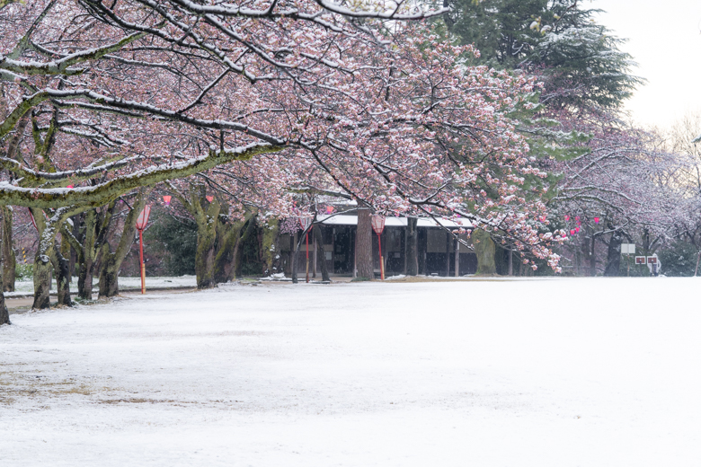 桜に雪が積もった日 高岡市古城公園で桜と雪のコラボレーション写真を撮ってきたので紹介するよ ファミリーキャンプで カシャッとな