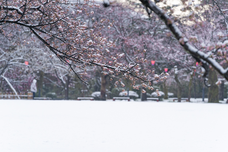 高岡古城公園の桜