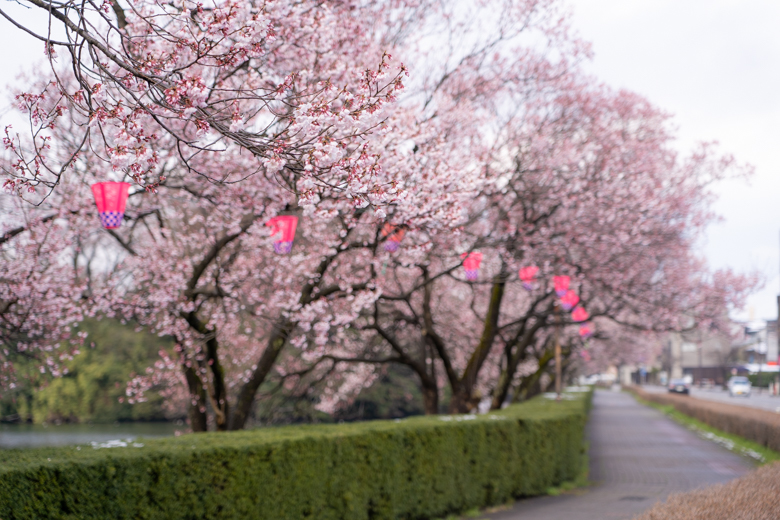 高岡古城公園の桜