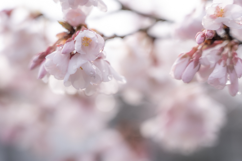 高岡古城公園の桜