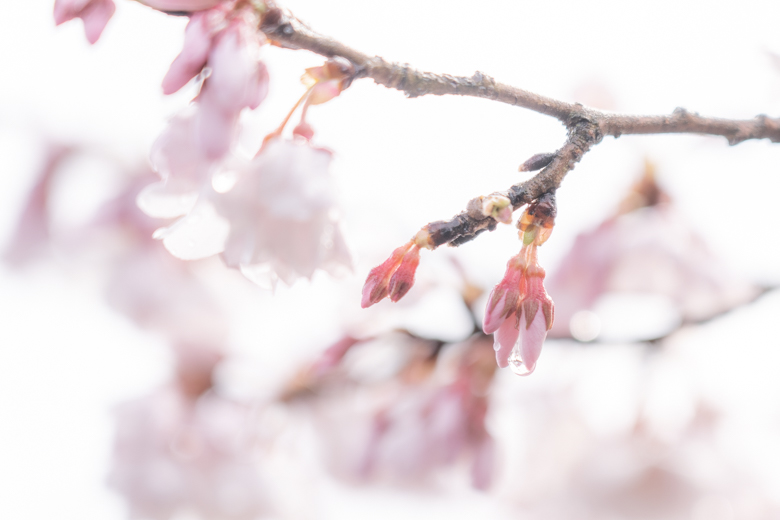 高岡古城公園の桜