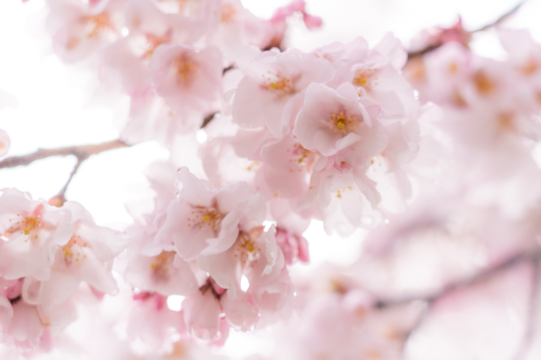 高岡古城公園の桜