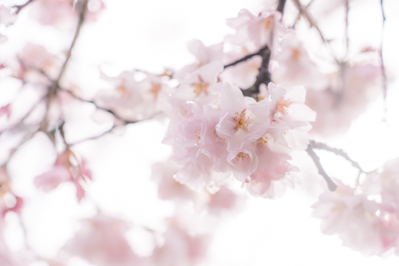 高岡古城公園の桜