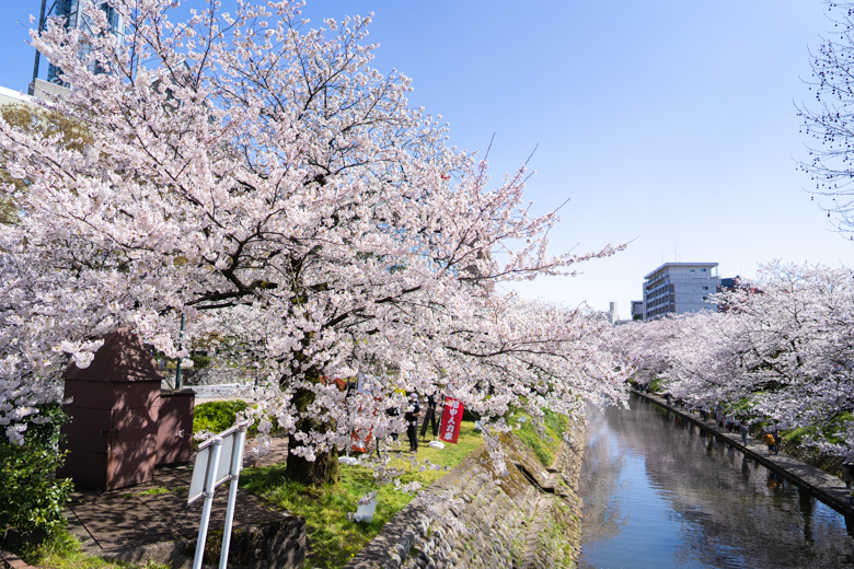 松川べりの桜