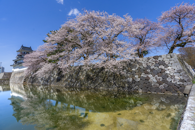 松川べりの桜