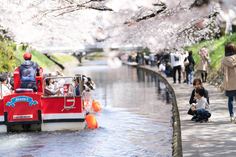 松川べりの桜