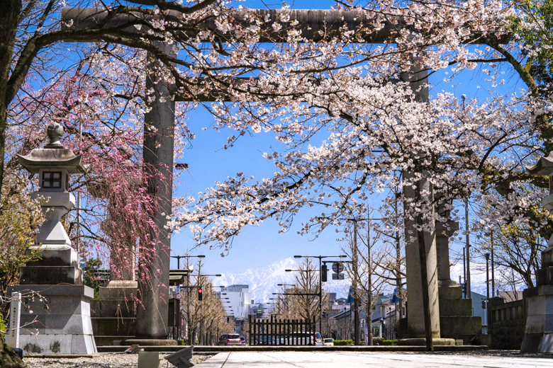 富山県護国神社の桜と剱岳