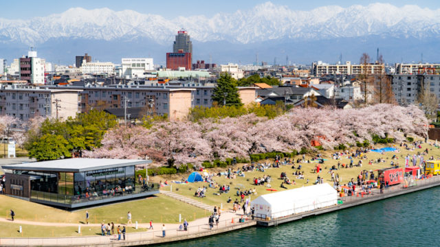 環水公園の桜と立山連峰