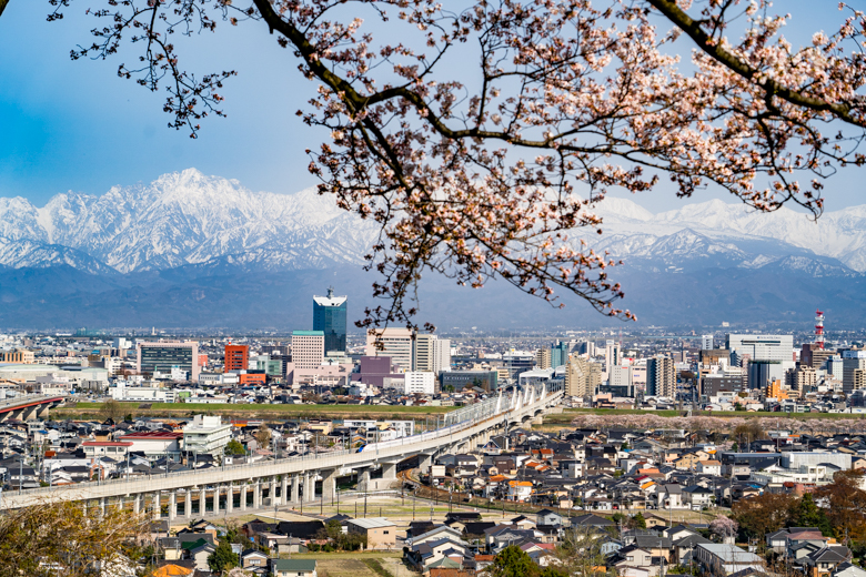 呉羽山公園展望台の桜と北陸新幹線