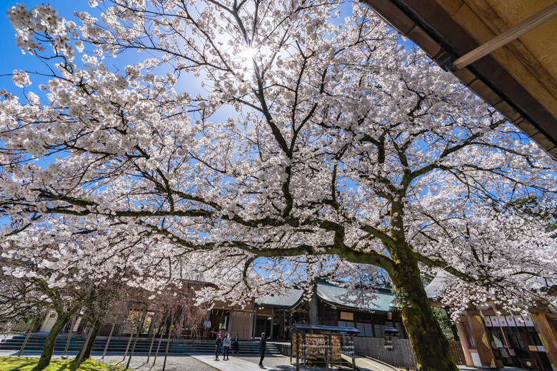 富山県護国神社の桜