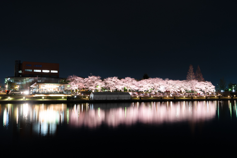 環水公園の桜