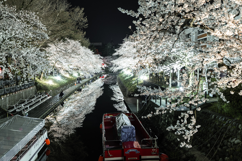 松川べりの桜