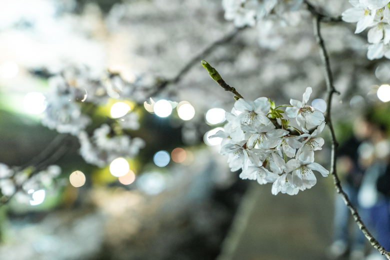 松川べりの桜