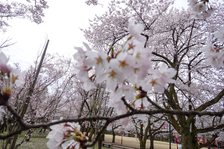 RX0 II(DSC-RX0M2)で撮影した写真