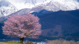 野平の一本桜