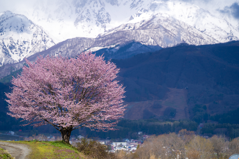 長野県白馬村の桜 白馬三山を背景にした大迫力の野平 のだいら の一本桜 ファミリーキャンプで カシャッとな