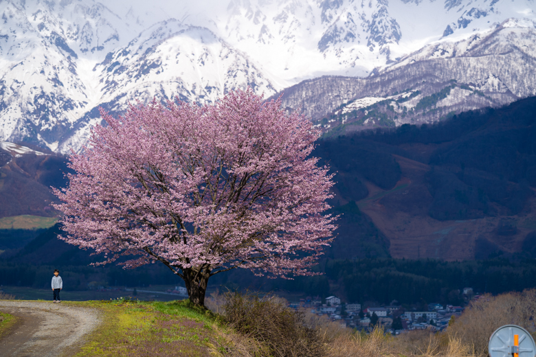 野平の一本桜