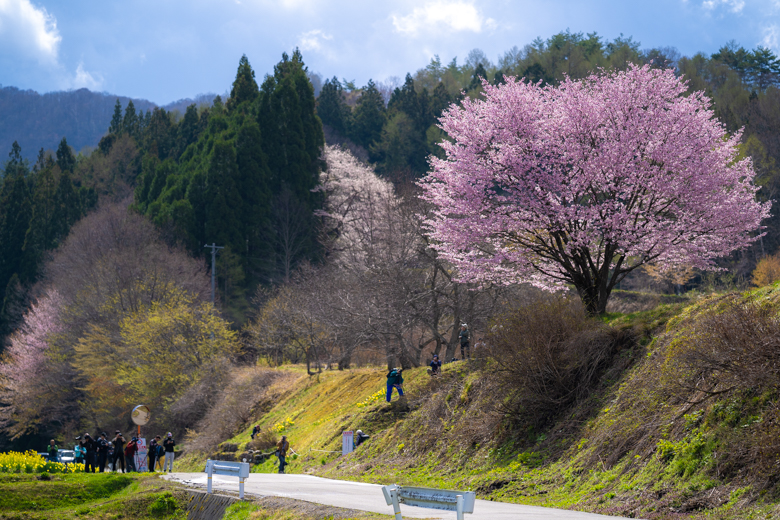 野平の一本桜