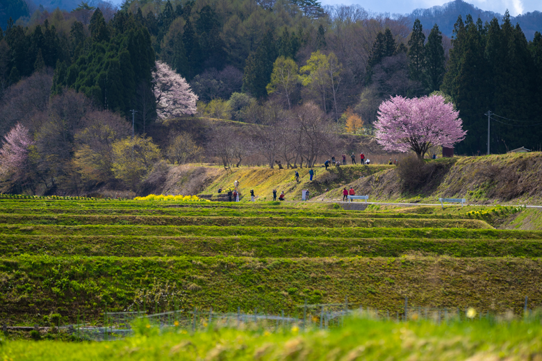 野平の一本桜